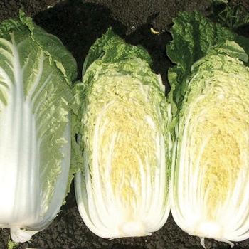 Brassica 'China Gold F1'