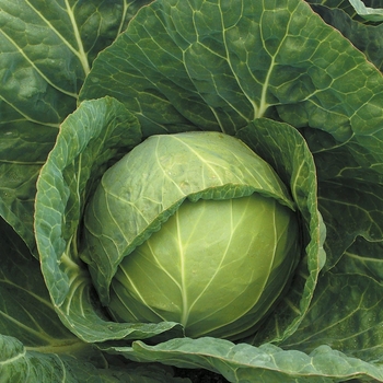 Brassica 'Desert Vantage F1'