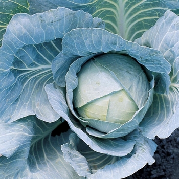 Brassica 'Emblem F1'