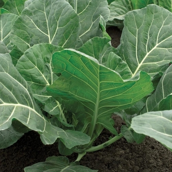 Brassica oleracea 'Flash F1'