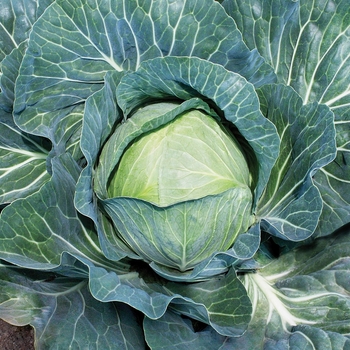 Brassica 'Grand Vantage F1'