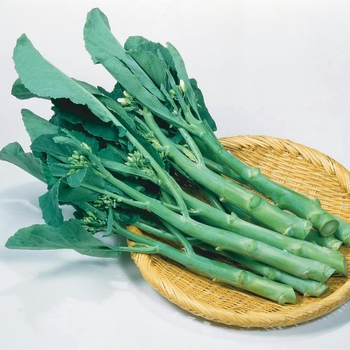 Brassica oleracea 'Green Lance' 