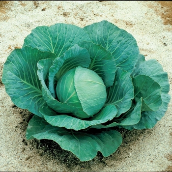 Brassica 'Greenboy F1' 