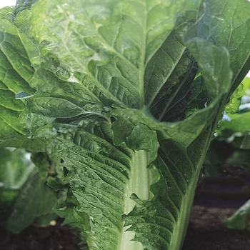 Brassica 'Greenwich F1'