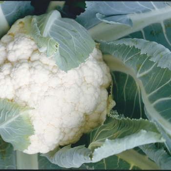 Brassica 'Incline F1' 