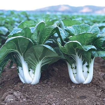 Brassica 'Joi Choi F1'