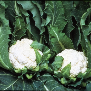 Brassica 'Majestic F1' 