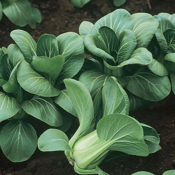 Brassica 'Mei Qing Choi F1'