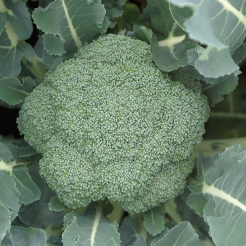 Brassica 'Patron F1' 