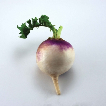 Brassica 'Purple Top White Globe'