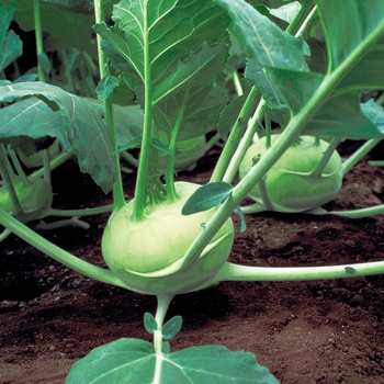 Brassica oleracea var. gongylo 'Quickstar'