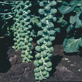 Brassica 'Royal Marvel F1' 