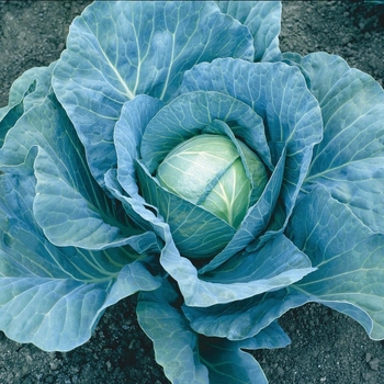 Brassica 'Royal Vantage F1' 