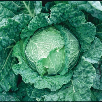 Brassica oleracea var. capitat 'Savoy King'