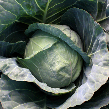 Brassica oleracea var. capitat 'Stellar Vantage'