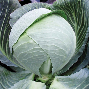 Brassica 'SuperStor 112 F1'