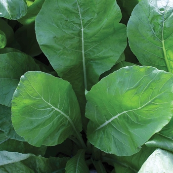 Brassica 'Tendergreen' 