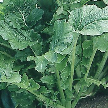 Brassica 'Top Star F1' 