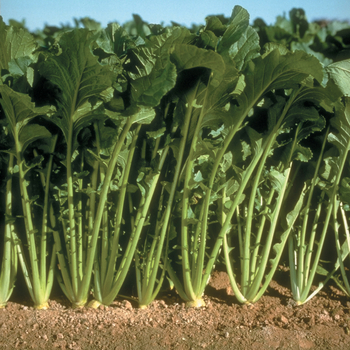 Brassica 'Topper F1' 