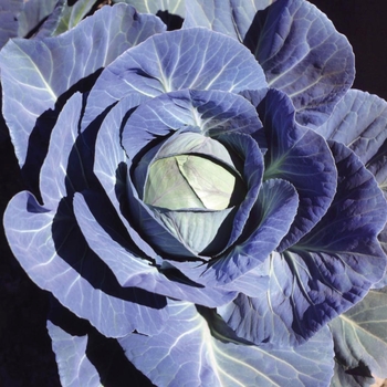 Brassica 'Vantage Point F1'