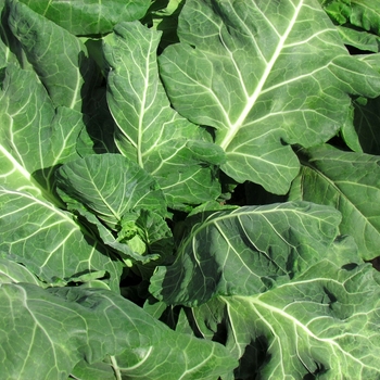 Brassica 'Vates'