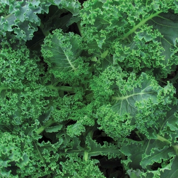 Brassica 'Vates Blue Curled Scotch'