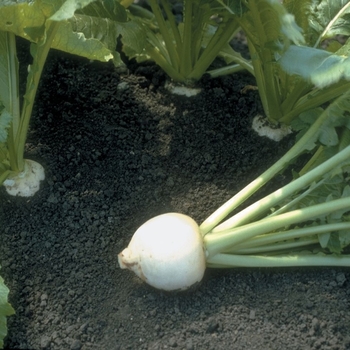 Brassica 'White Lady F1' 