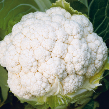 Brassica 'White Magic F1'