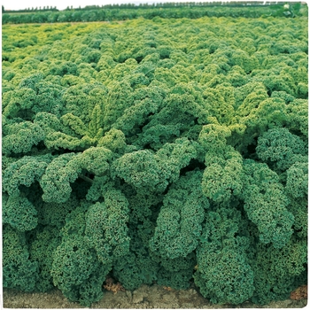 Brassica oleracea var acephala 'Winterbor' 