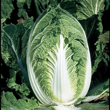 Brassica 'Yuki F1'