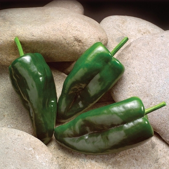 Capsicum annuum 'Caballero'