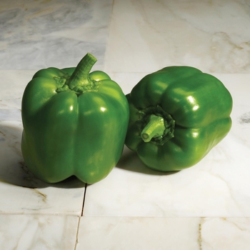 Capsicum annuum 'Classic' 