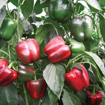 Capsicum annuum 'Divo'