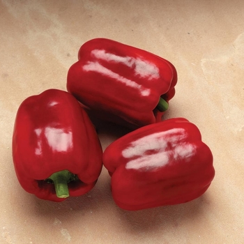 Capsicum annuum 'Excel'