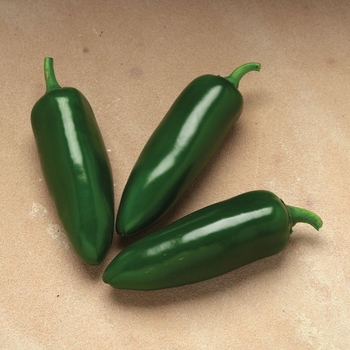 Capsicum annuum 'Jalafuego' 