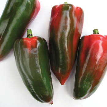 Capsicum annuum 'Martha-R' 