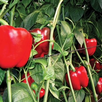 Capsicum annuum 'Novus'