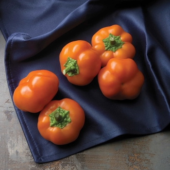 Capsicum annuum 'Orange You Sweet' 