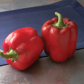 Capsicum annuum 'Red Bull' 