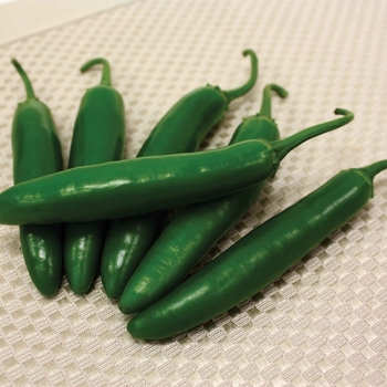 Capsicum annuum 'Sureno'