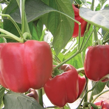 Capsicum annuum 'Troyano' 