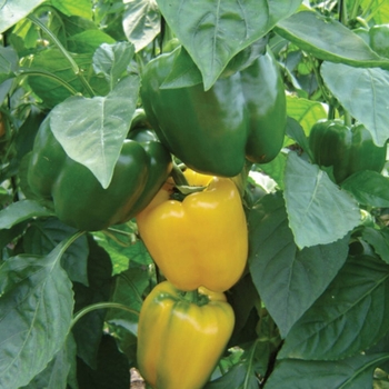 Capsicum annuum 'Vikingo'