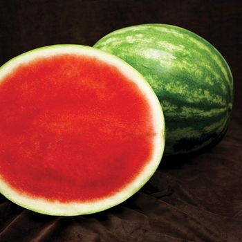 Citrullus 'Bold Ruler' 