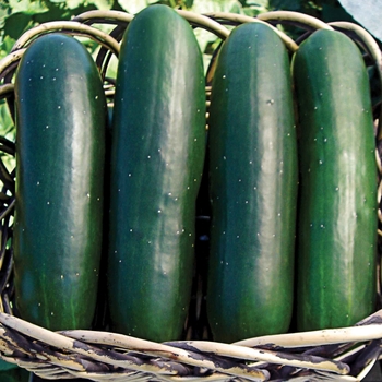 Cucumis sativus 'Ministro'