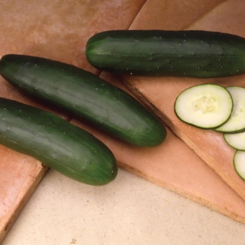 Cucumis sativus 'Slice More' 