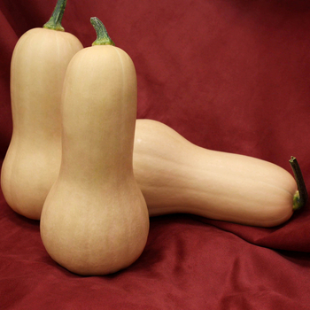 Cucurbita 'Alba (AF7525) F1'