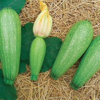 Cucurbita 'Cometa F1' 