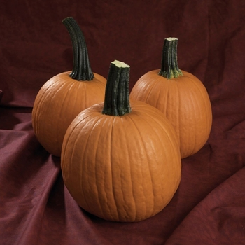 Cucurbita 'Fall Splendor F1'