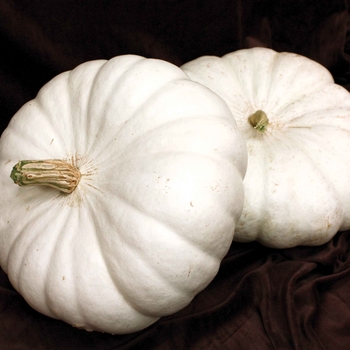 Cucurbita 'Flat White Boer Ford'