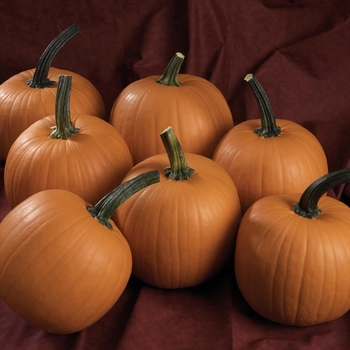Cucurbita 'Hijinks F1' 